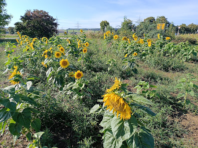 Blumen selber Pflücken sowie gelegentlicher Gemüseverkauf