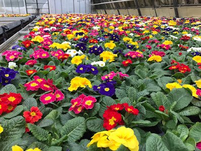 Gärtnerei Beiermeister