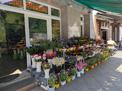 Thi Hoa Hoang Blumen/ Geschenkartikel