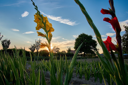 Blumenfeld zum Selberpflücken