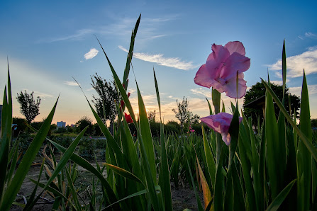 Blumenfeld zum Selberpflücken