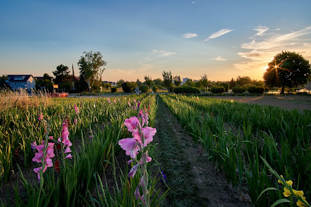 Blumenfeld zum Selberpflücken