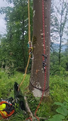 Baum-& Landschaftspflege Buhl