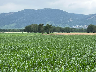 Böttinger, Garten- und Landschaftsbau GmbH