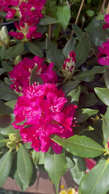 Blumen und Pflanzen