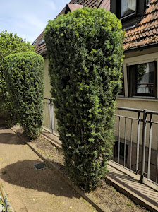 Grün und Sauber Gartenpflege