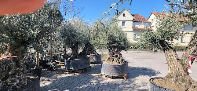 Blumen Hachtel
