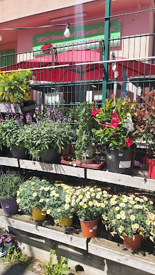Bi&Bo Blumen und Pflanzen