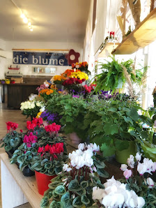 die blume | Blumen, Dekoration, Sträuße