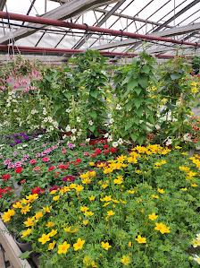 Wurster Blumen und Pflanzen