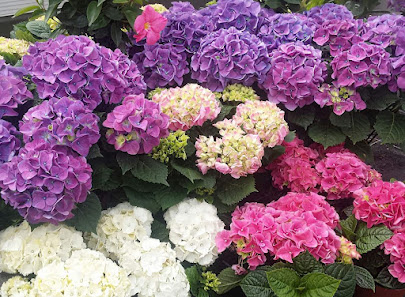 Blumen Helmlinger