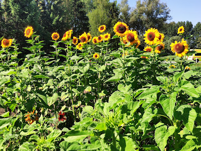 Blumen selbst schneiden