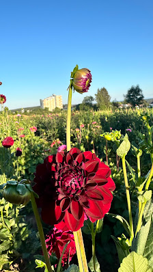 Blumen zum selbstpflücken