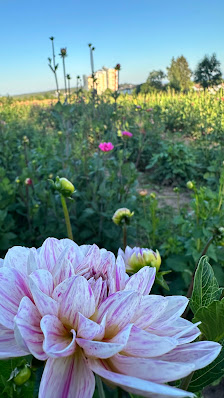 Blumen zum selbstpflücken