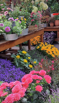Hortensia
