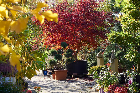 Späth Gartenpflanzen
