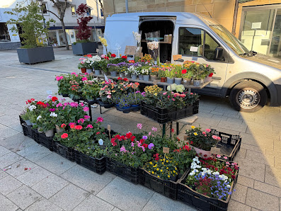 Blumen Ali