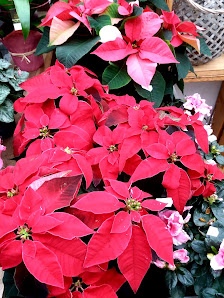 Das Blütenhaus - Landesmeisterin der Floristen 2025/2026