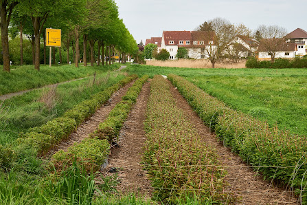 Blumenfeld zum Selbstpflücken