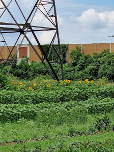 Blumen zum selber schneiden / Kürbisverkauf