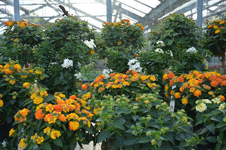 Blumen Schmid