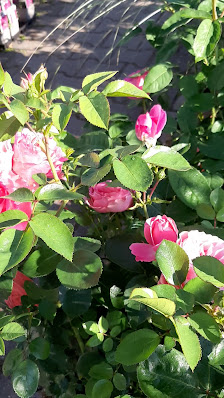 1A Garten Hauner