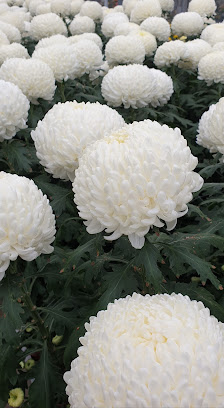 Böhmerwiese Blumenfachgeschäft