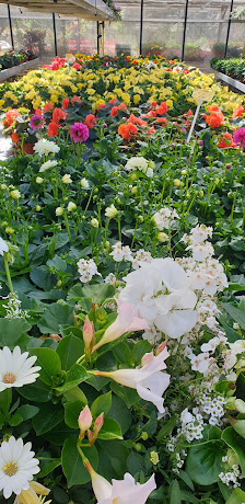 Böhmerwiese Blumenfachgeschäft