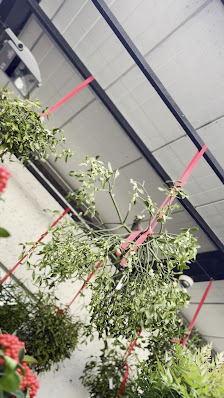 Blumenbinderei & Gärtnerei Mayrhofer e.K.